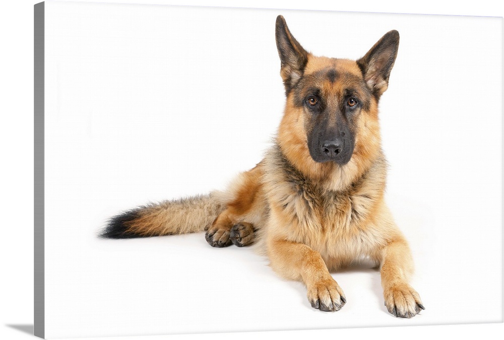 German ShepherdYellow and black color.Lying on a white paper.Looking in the camera.