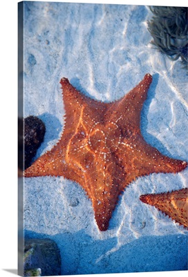 Starfish