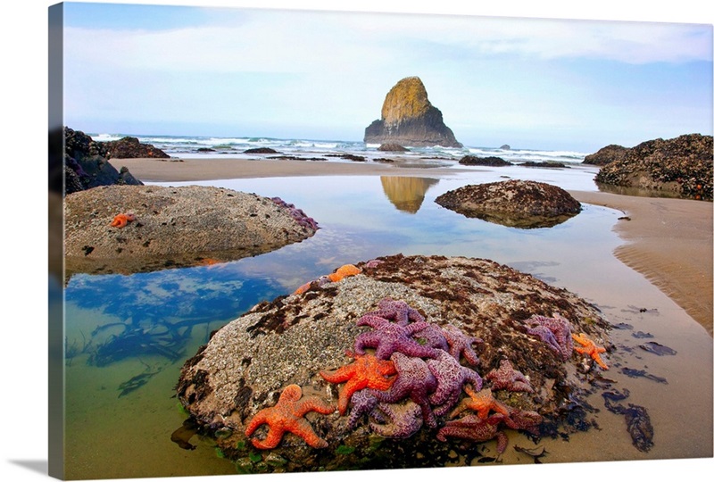 Starfish And Rock Formations Along Indian Beach, Oregon Coast Wall Art