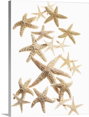 Starfish, Dried