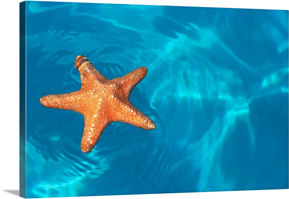 Starfish Floating On The Surface Of The Ocean