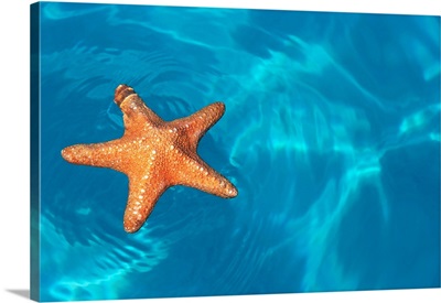 Starfish Floating On The Surface Of The Ocean