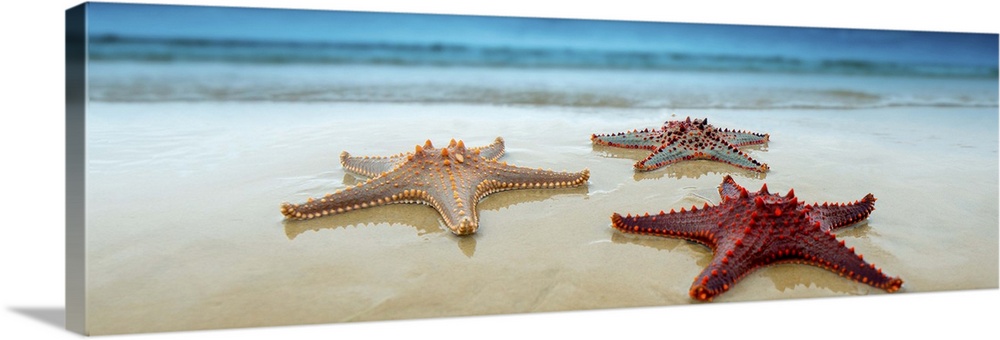 Starfish or sea stars are echinoderms belonging to the class Asteroidea. The names starfish and sea star essentially refer...