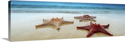 Starfish in Queensland, Australia