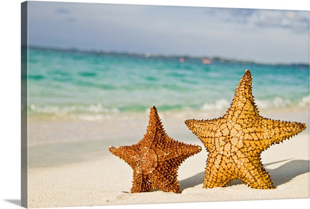 Large photo print of two starfish standing up on a beach with waves crashing in the background.