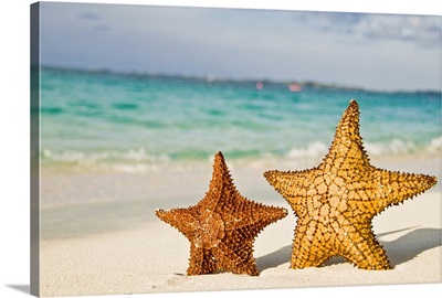 Starfish on beach.