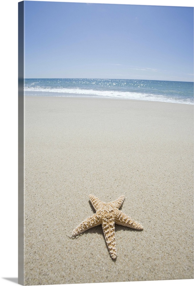 Starfish on beach by Atlantic Ocean
