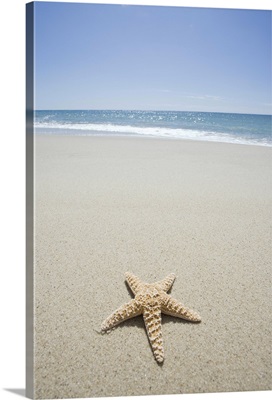 Starfish on beach by Atlantic Ocean