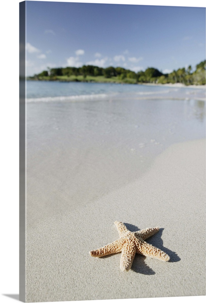 Starfish on beach of Caribbean Sea, Virgin Islands