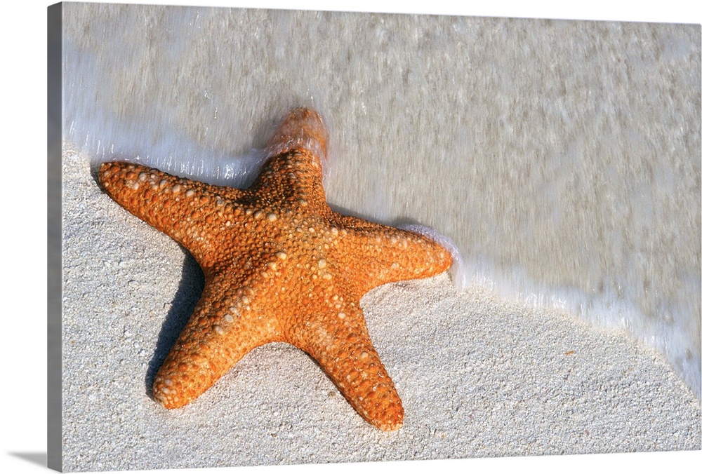Starfish On Shore