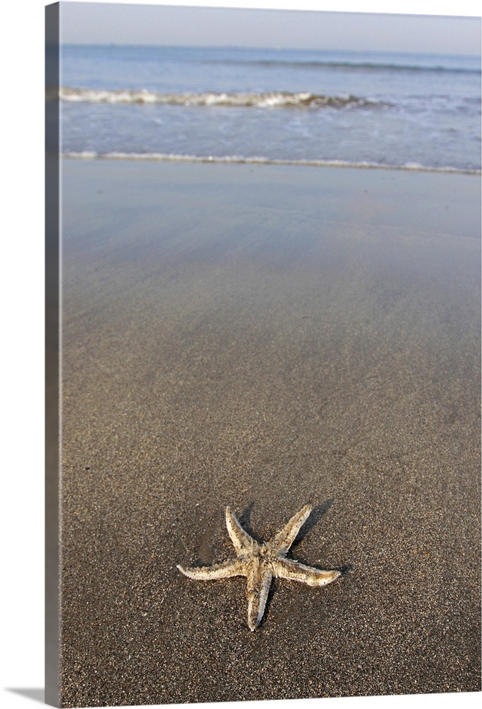 While I was walking in the morning, I found starfish on the beach.