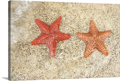 Starfish on the beach, at the edge of the ocean