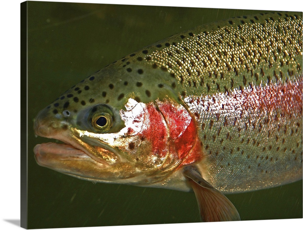 A view of a Western Oregon steelhead trout in its natural environment.