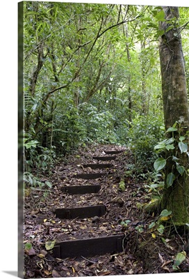 Steps ascending on path, Tropical Cloud Forest, Costa Rica
