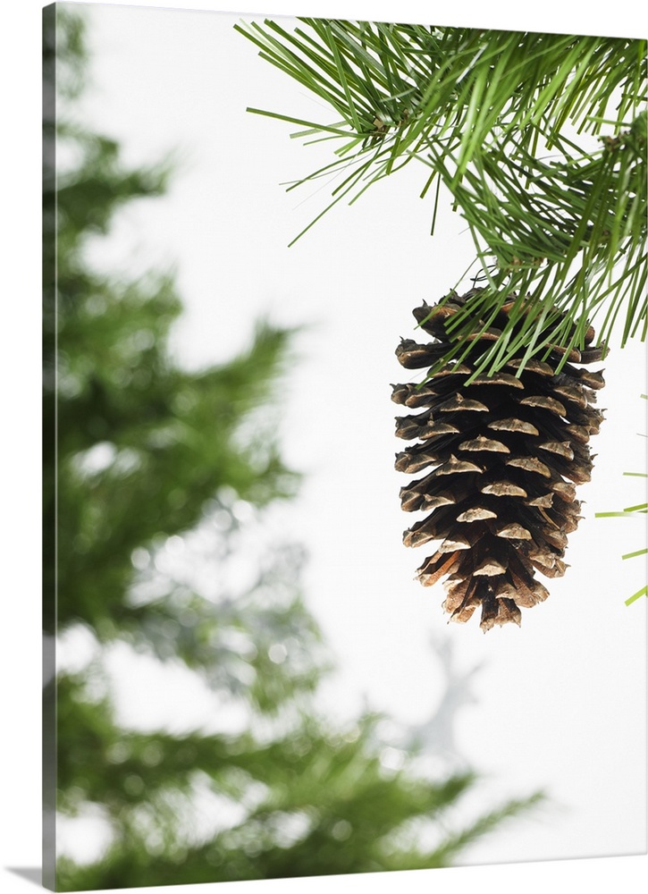 Still life. Green leaf foliage and decorations. A pine tree branch with green needles. Christmas decorations. A pine cone ...