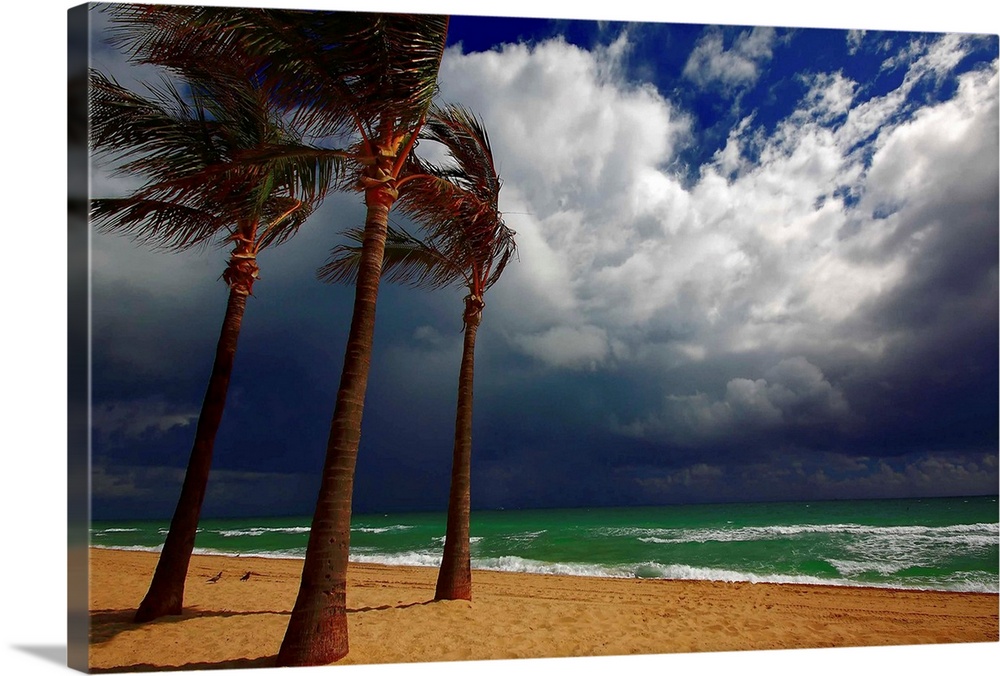 Approaching storm with three palm trees overlooking turquois water in Fort Lauderdale Central beach, Florida.