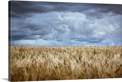 Stormy sky over wheat field with long exposure