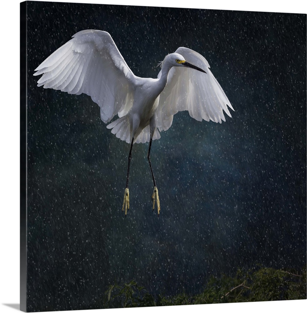 Snowy Egret (Egretta thula) comes in for a landing in a rain storm with wings spread like an angel. Artistic texture effect.