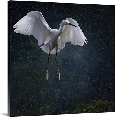 Stormy Snowy Egret