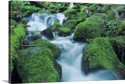 stream cascading over mossy rocks in Olympic National Park