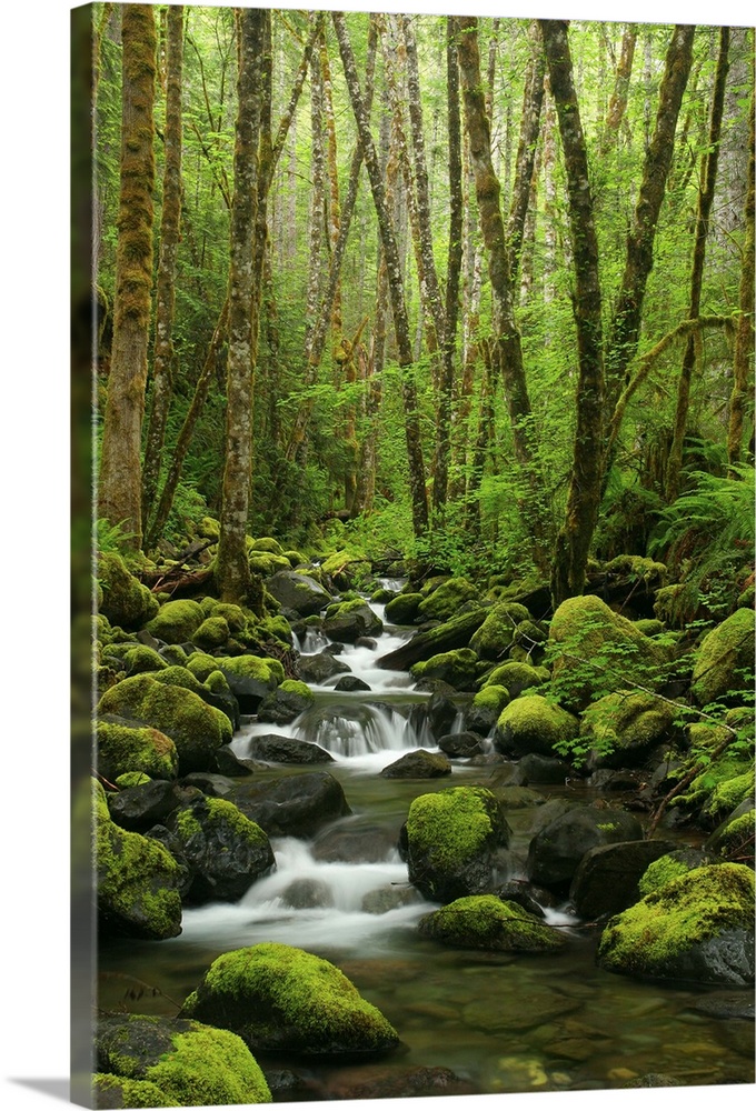 Stream flowing through moss covered rocks in forest.