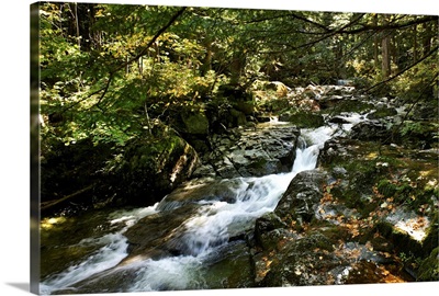 Stream through forest in the Adirondacks, New York