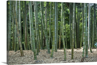 Stripes of Bamboo