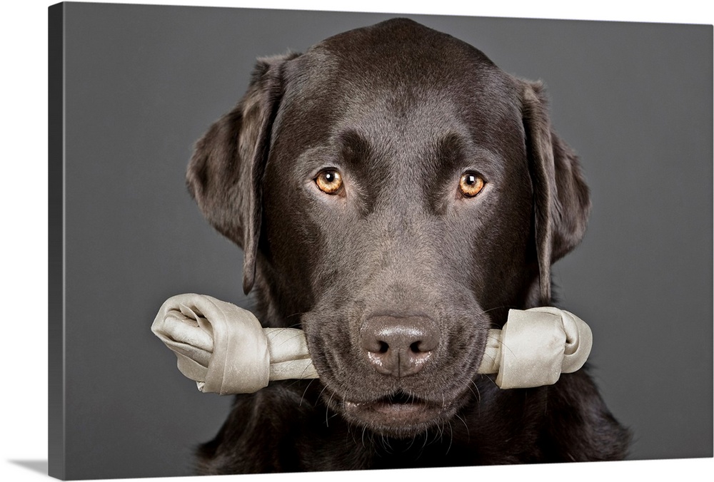 Horizontal photograph of a chocolate Labrador looking forward with yellow eyes while holding a large bone in his mouth, on...