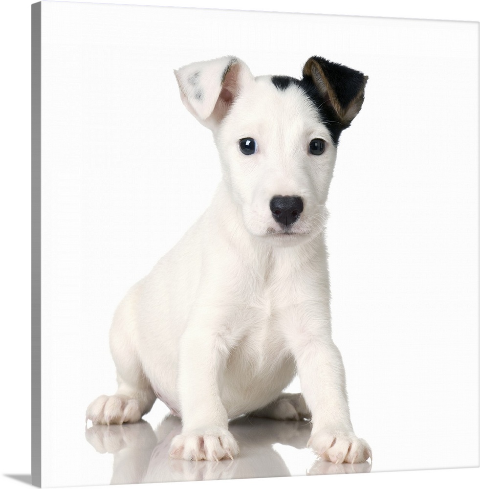 Print Jack Russell Terrier Dog Puppy Art Picture 