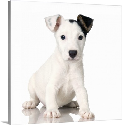 Studio portrait of Jack Russell terrier dog