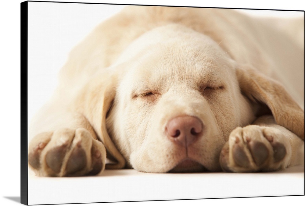 Studio portrait of Yellow Labrador Retriever Wall Art, Canvas Prints