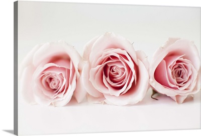 Studio shot of pink roses