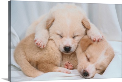 Studio Shot Of Two Puppies Sleeping