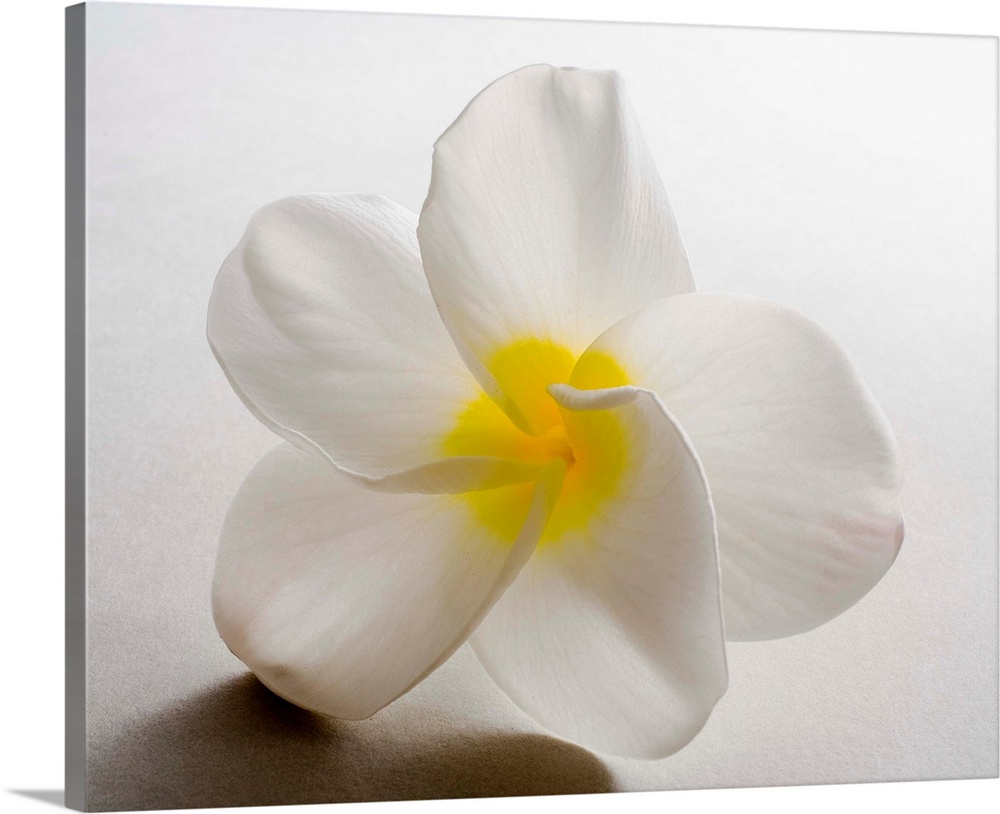 Studio shot of white plumeria on white background.