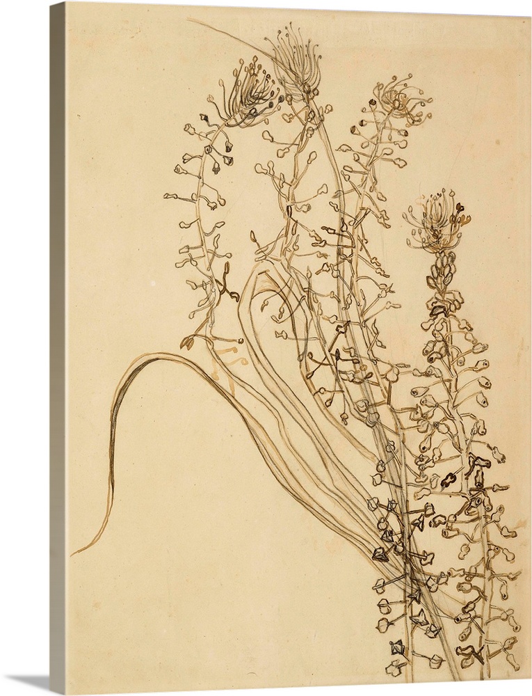 Vincent van Gogh, Study of Tassel Hyancinth, brown ink and pencil on paper, 1889, Van Gogh Museum, Amsterdam.