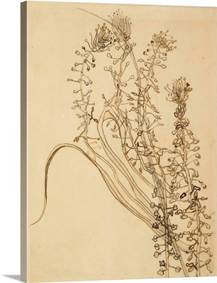 Study Of Tassel Hyancinth
