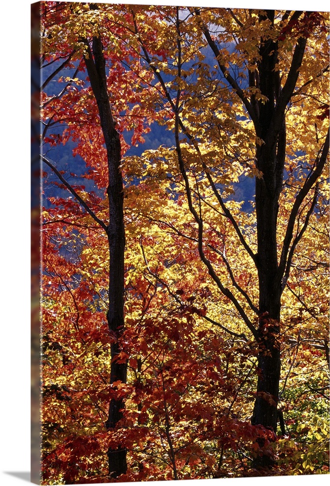 SUGAR AND RED MAPLE TREES, FALL COLORS-NH