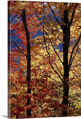 Sugar and red maple trees, fall colors, NH