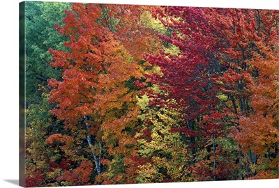 Sugar Maple trees in autumn color, Michigan, USA