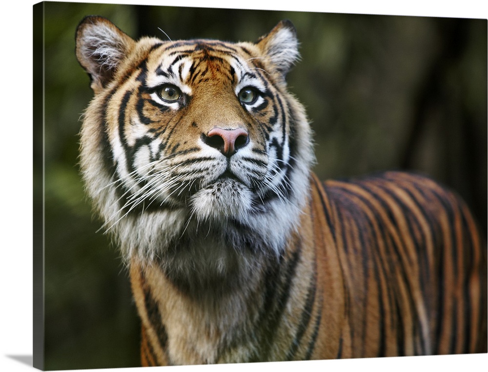Sumatran Tiger (Panthera tigris sumatrae) in Taronga Zoo. The Sumatran Tiger is critically endangered with just an estimat...
