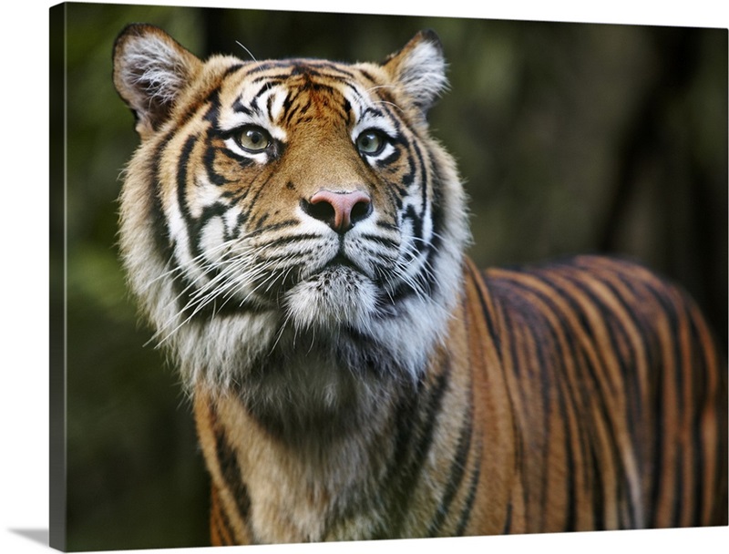 Sumatran Tiger (Panthera tigris sumatrae) | Great Big Canvas