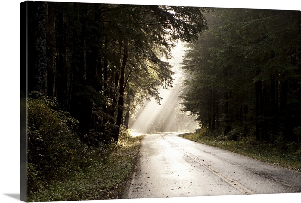 Light shines on a deserted section of road in the Olympic National Park.