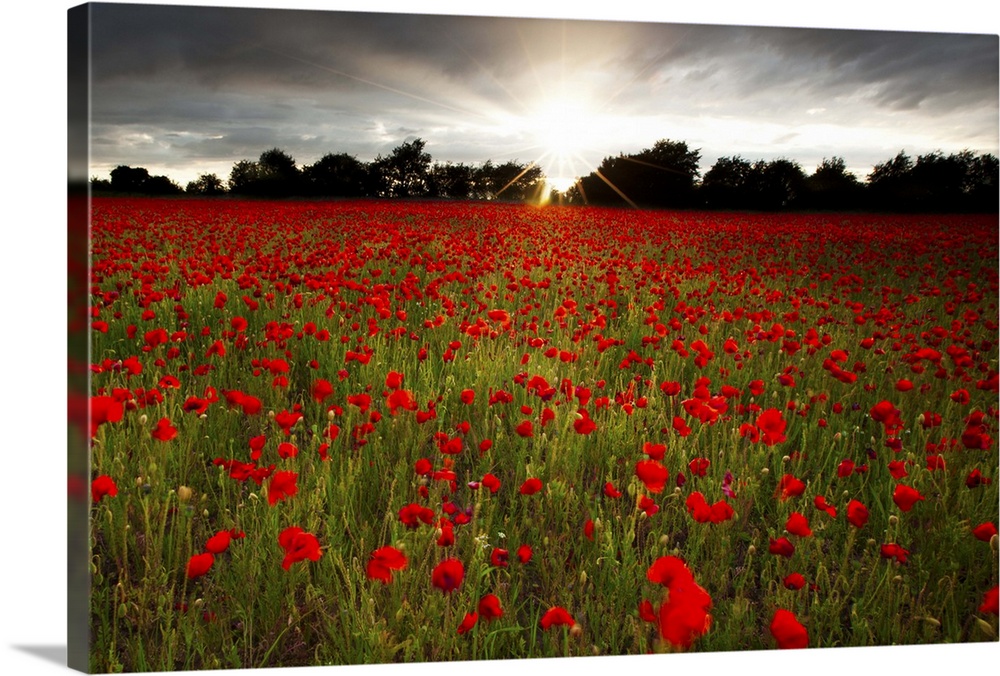 Sun sets over poppy field, sun showing burst of rays against stormy sky.