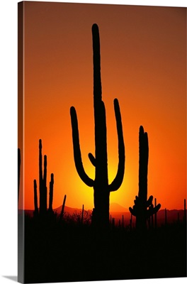 Sun Setting Behind Cacti