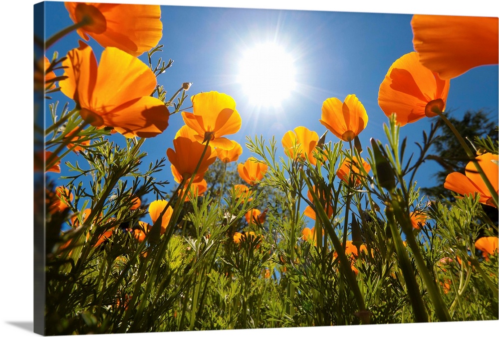 Sun Shining Over A Meadow Of Poppies