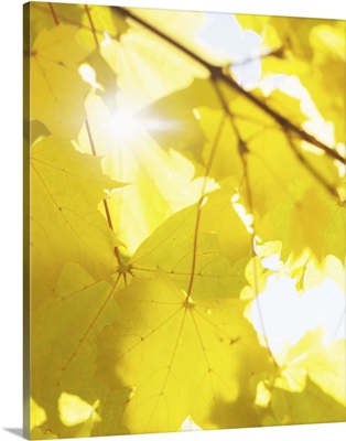 Sun shining through autumn leaves, Sweden