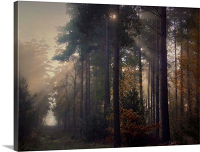 Sunbeams on forest path