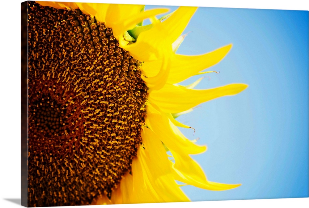 Sunflower against blue sky, close up.
