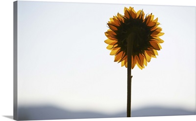 Sunflower backlit at sunset