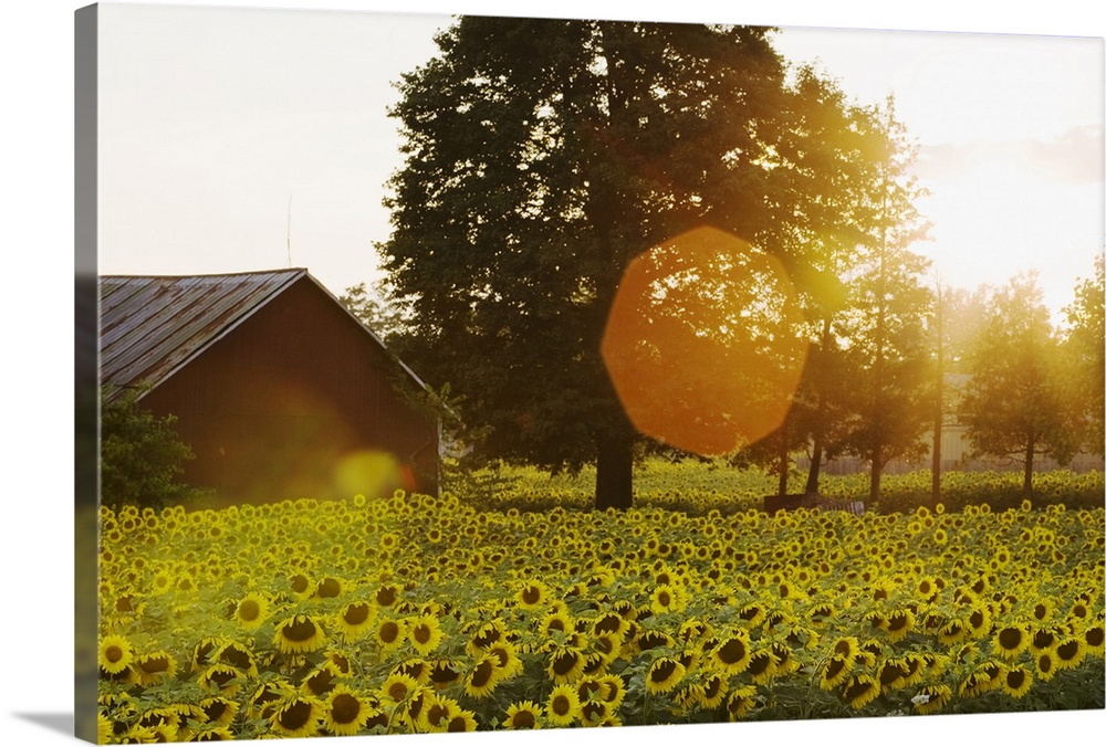 Sunflower Field At Sunset With A Barn